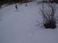 really solitary footsteps.jpg
